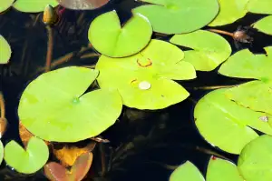 Akvarijní Rostliny