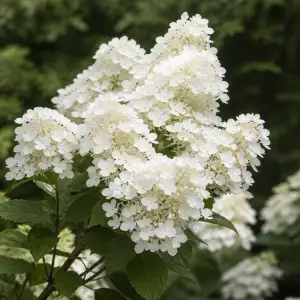Hortenzie Latnatá