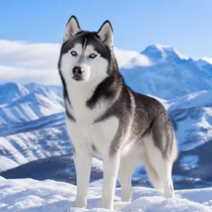 Husky Pes