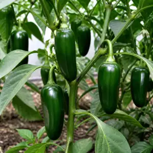 Pěstování Paprik Jalapenos